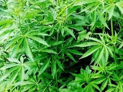 昆明工业大麻种植基地供应量10吨图4