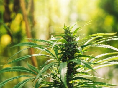 昆明工业大麻种植基地供应量10吨图8