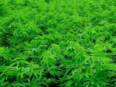 昆明工业大麻种植基地供应量10吨图3