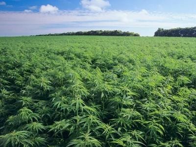 昆明工业大麻种植基地供应量10吨图6