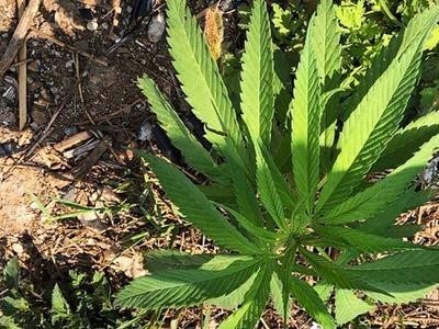 昆明工业大麻种植基地供应量10吨图5