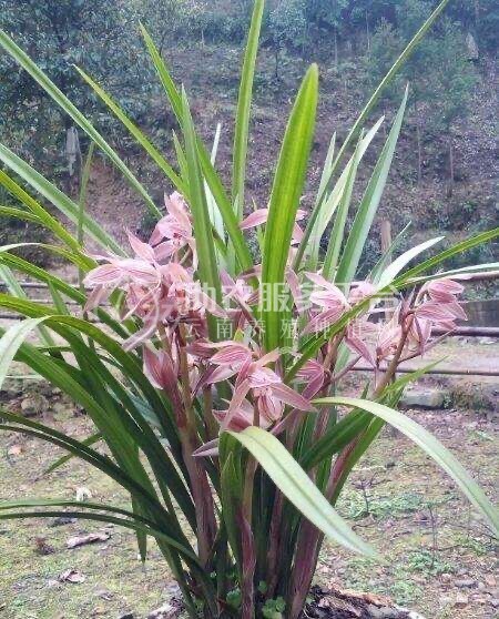 大理市兰花种植基地供应量1000珠图1