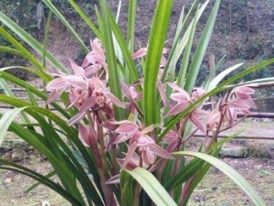 大理市兰花种植基地供应量1000珠