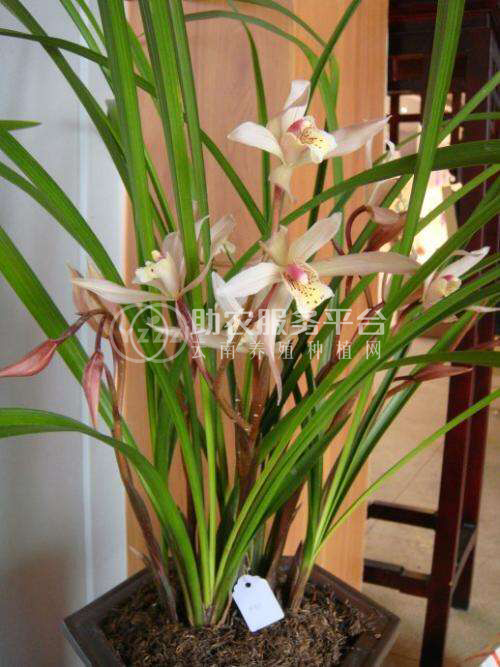 大理市兰花种植基地供应量1000珠图2