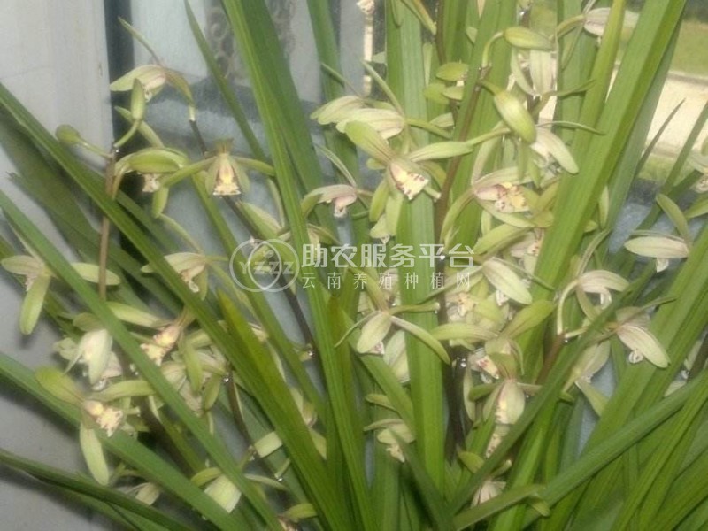 大理市兰花种植基地供应量1000珠图3