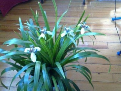 大理市兰花种植基地供应量1000珠图4