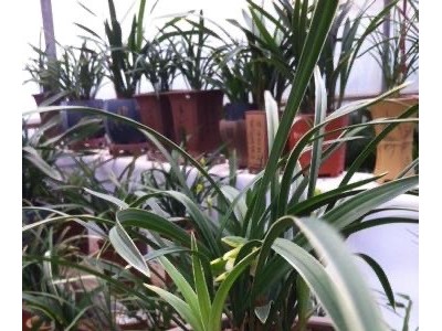 大理市兰花种植基地供应量1000珠图5