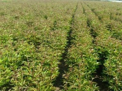 昭通中药材种植基地供应量10吨图3
