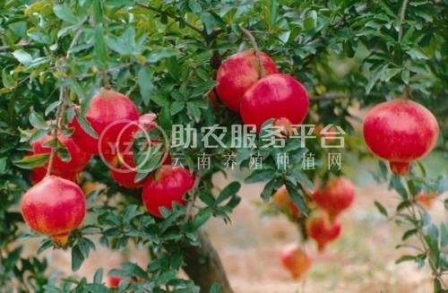 丽江鑫呈种植基地供应15吨图1