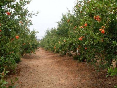 丽江鑫呈种植基地供应15吨图2