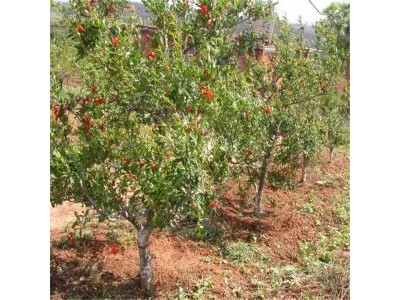 丽江鑫呈种植基地供应15吨图3