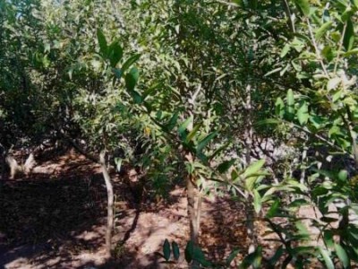 丽江鑫呈种植基地供应15吨图4