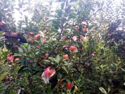 昭通苹果种植基地供应量9吨图7