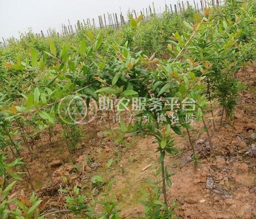 丽江鑫呈种植基地供应15吨图5
