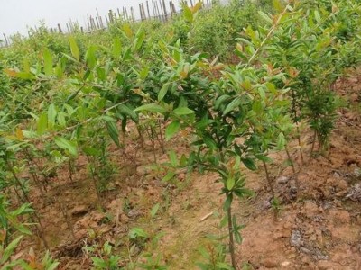 丽江鑫呈种植基地供应15吨图5