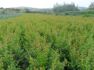 丽江鑫呈种植基地供应15吨图7