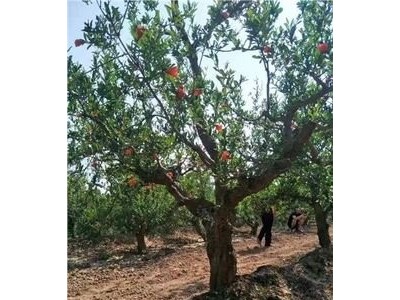 丽江鑫呈种植基地供应15吨图8