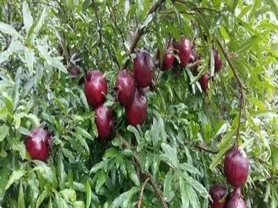 丽江鑫呈种植基地供应15吨图9
