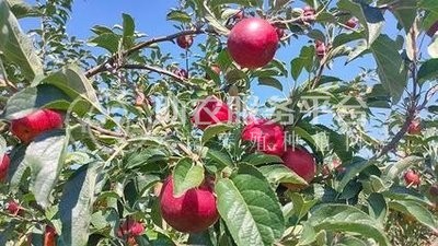 曲靖市麒麟区云泰苹果种植中心  15吨图1