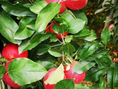 曲靖市麒麟区云泰苹果种植中心  15吨图5