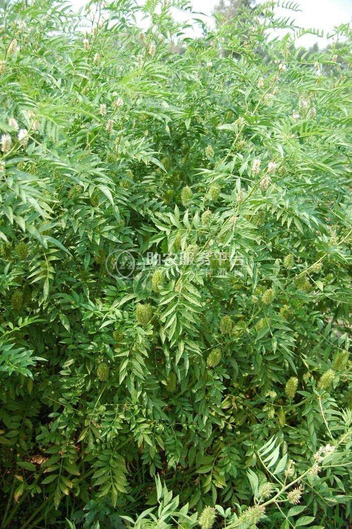 楚雄甘草种植基地供应5吨图2