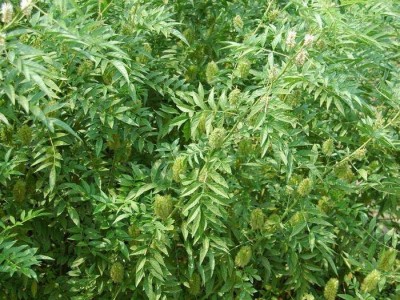 楚雄甘草种植基地供应5吨图2