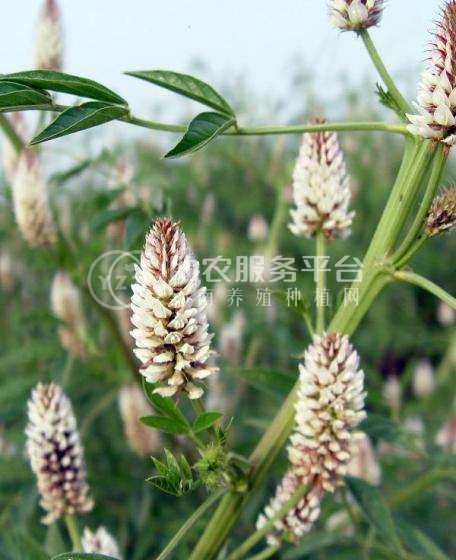 楚雄甘草种植基地供应5吨图3