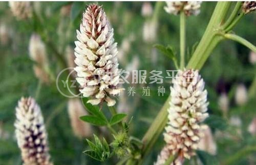 楚雄甘草种植基地供应5吨图4