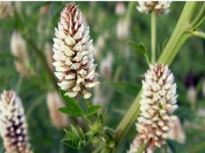 楚雄甘草种植基地供应5吨图4