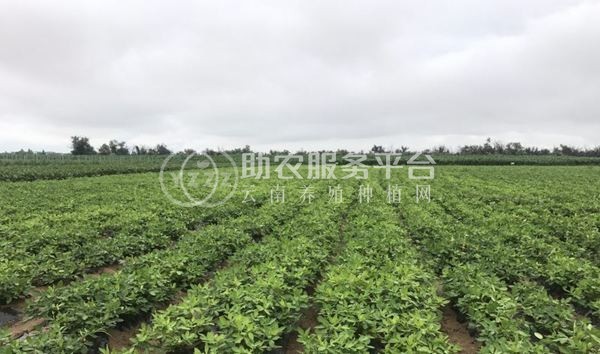 楚雄甘草种植基地供应5吨图5