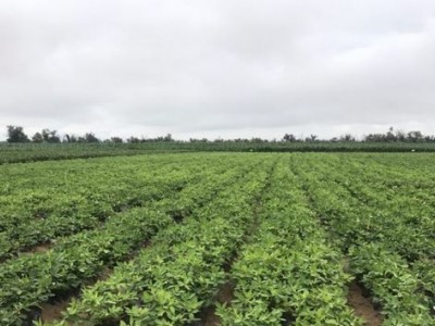 楚雄甘草种植基地供应5吨图5