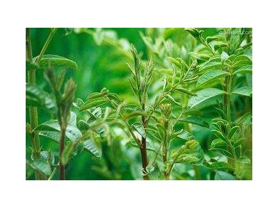 楚雄甘草种植基地供应5吨图6