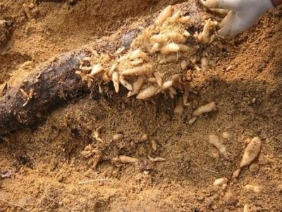 昭通天麻种植基地供应量7吨图6