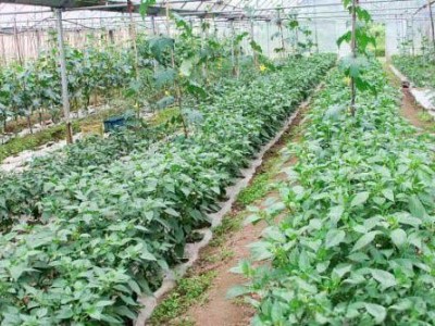 昭通天麻种植基地供应量7吨图7