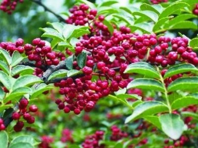 昭通花椒种植基地供应量8吨图7