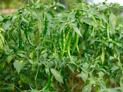 昭通蔬菜种植基地供应量8吨