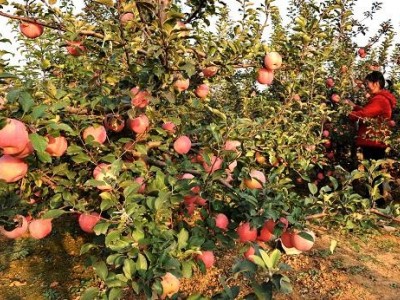 昭通苹果种植基地供应量7吨图8