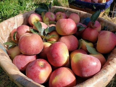 昭通苹果种植基地供应量7吨图7