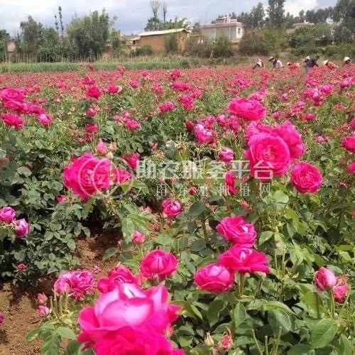 大理市玫瑰花种植基地供应量2吨图2