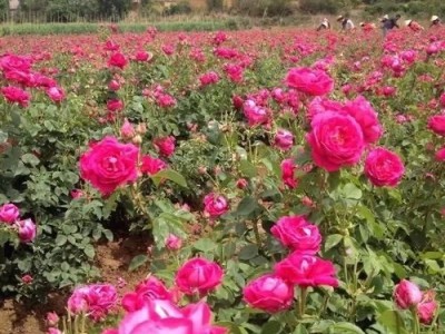 大理市玫瑰花种植基地供应量2吨图2
