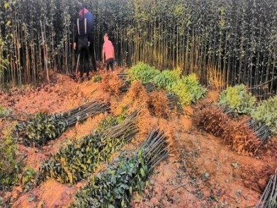 丽江昌铭苹果种植基地供应20吨