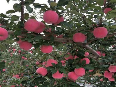 丽江昌铭苹果种植基地供应20吨图2