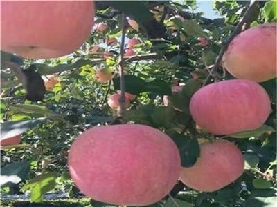 丽江昌铭苹果种植基地供应20吨图3