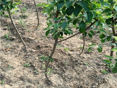 丽江昌铭苹果种植基地供应20吨图4