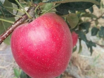 丽江昌铭苹果种植基地供应20吨图5