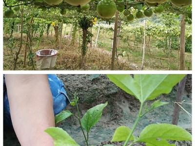 丽江昌铭苹果种植基地供应20吨图8