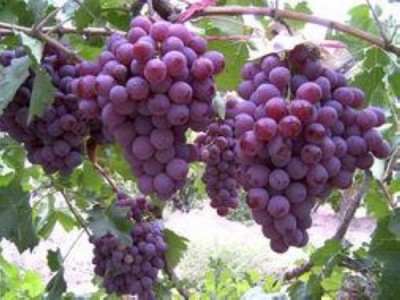 昭通葡萄种植基地供应量6吨图5