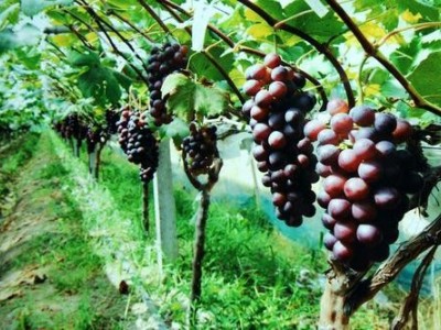 昭通葡萄种植基地供应量6吨图4