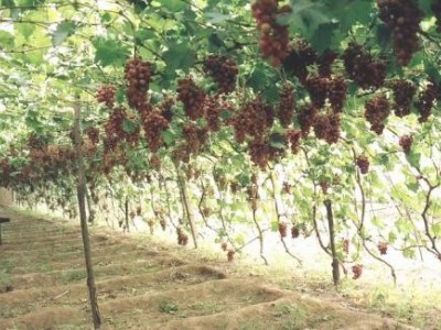 昭通葡萄种植基地供应量6吨图8