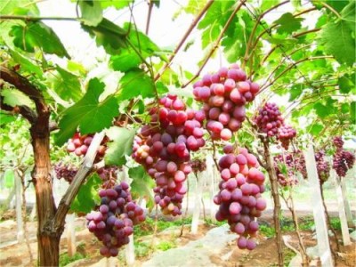 昭通葡萄种植基地供应量6吨图7